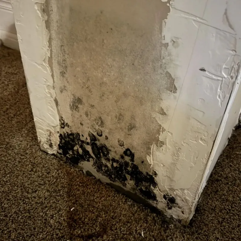 Professional Mold Removal in Holbrook, AZ